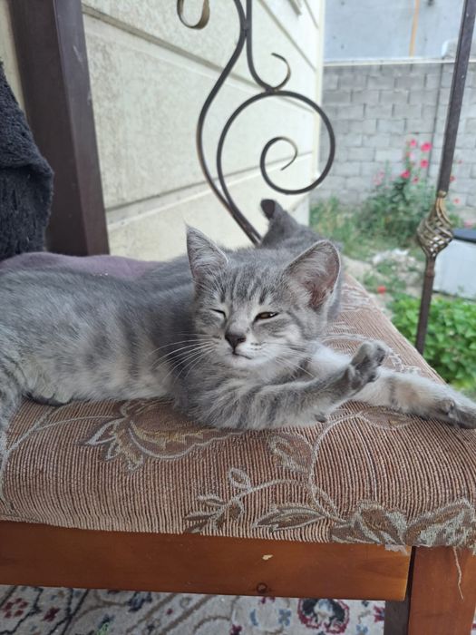 Отдам в добрые руки котят