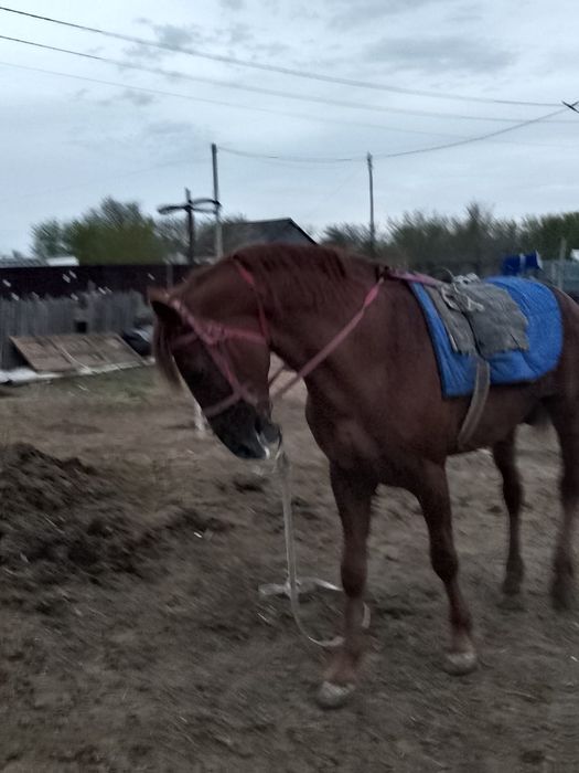 Продам Жеребец хорошый