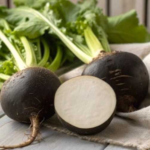 Черная редька дачная