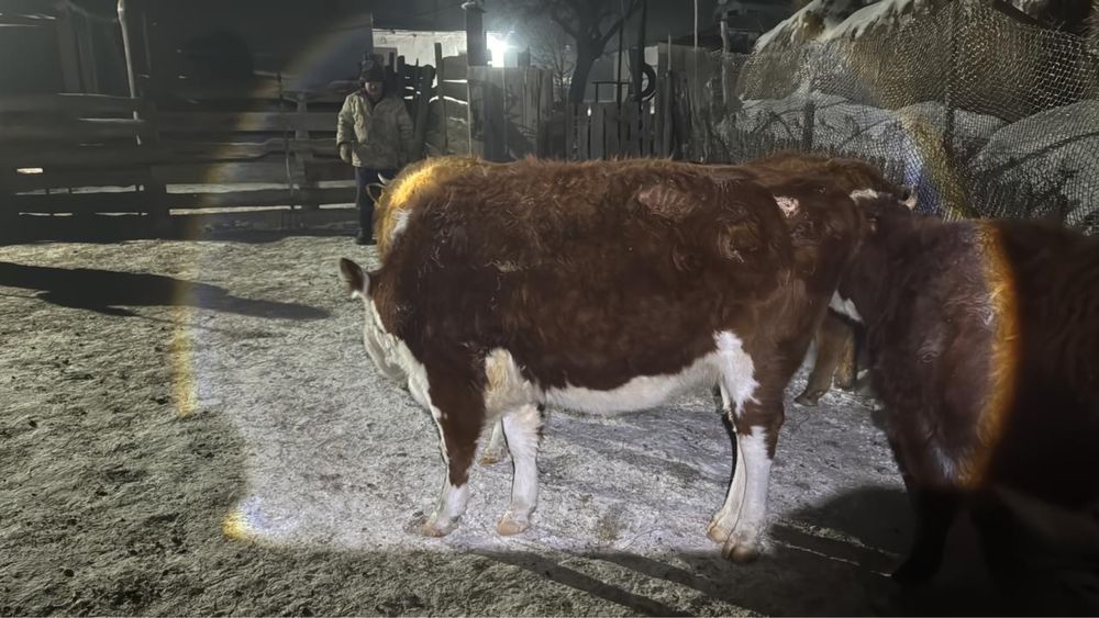 30 бас Ақбас буаз сиырлар сатылады акбас