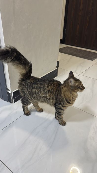 Ищу хозяина кошечке ( домашняя )