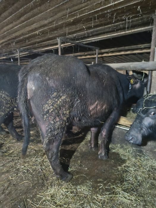 Vand bivolite de abator