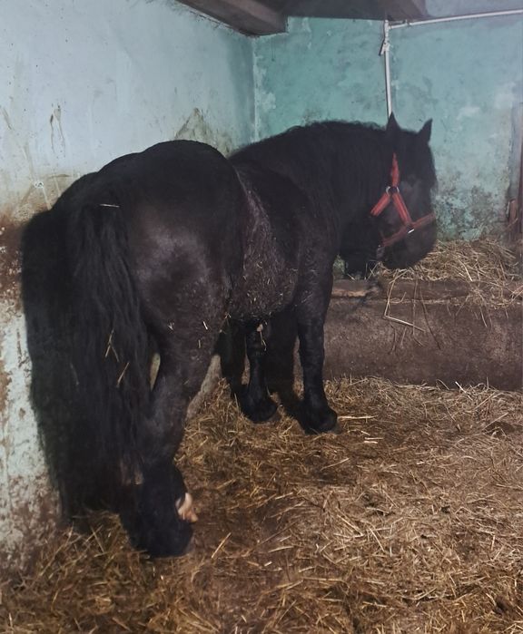 Vând pereche mânji