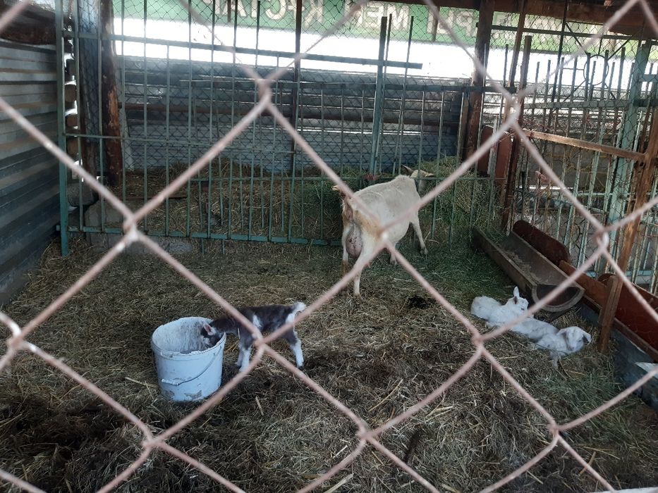 Заанен тұқымды ешкілер