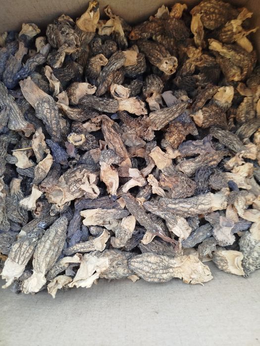 Грибы сморчок сухие