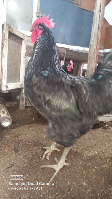 Продажа имеется яйцо