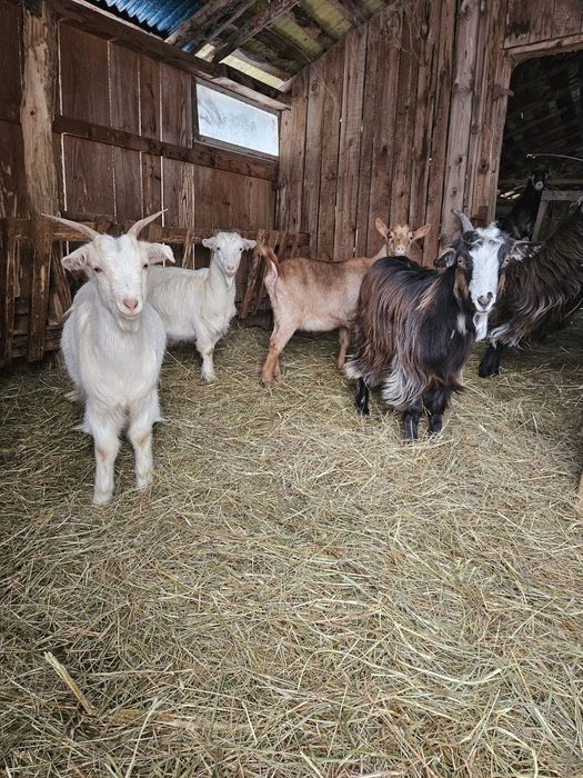 Vând.schimb iezii cu viței!!