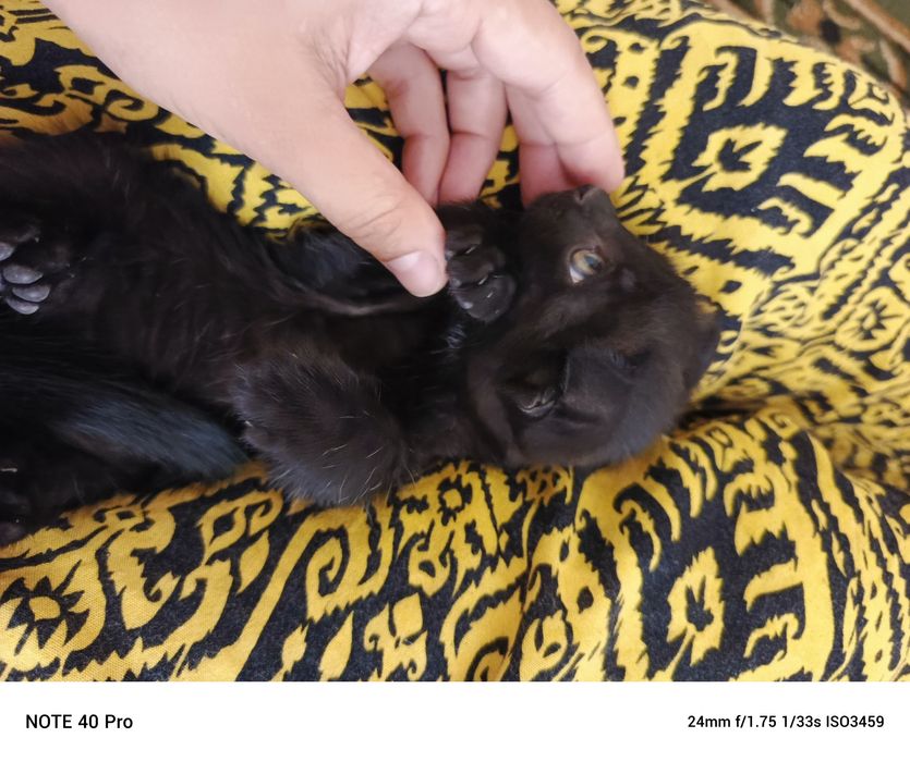 Мушукчалар сотилади 3 дона 1,5 ойли