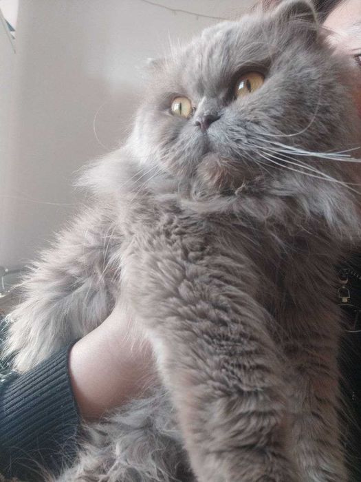 Scottish Fold & British longhair(gibrid) juda chiroyli mushuk sotiladi