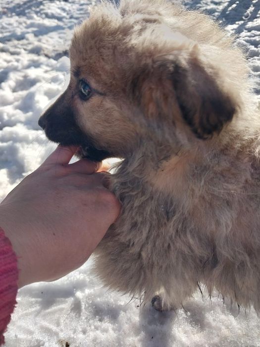 Очаровательные щенки