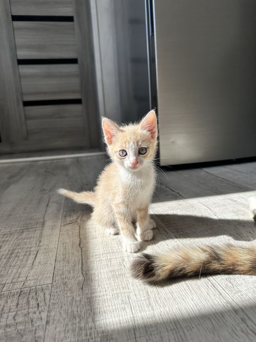 Отдадим котенка в добрые руки