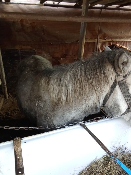 Продаю кунана  жырный