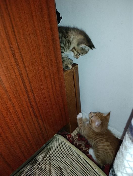 Котята в хорошие руки