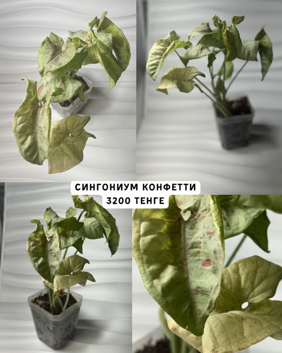 Сингониумы разные