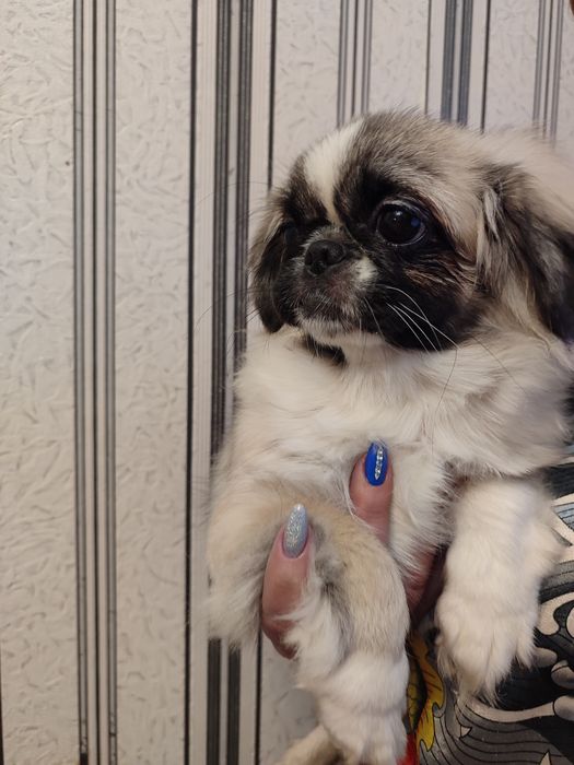 Продаются Щенки Пекинеса