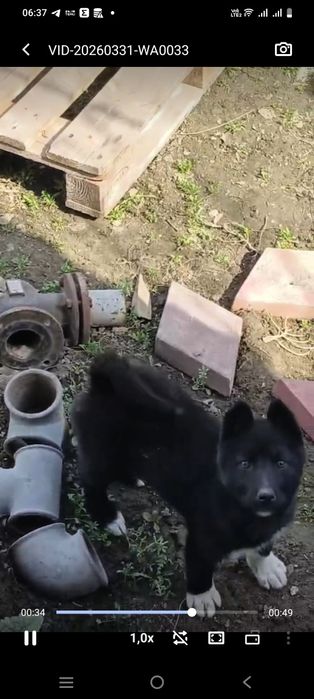 Продам лайку РЕЛ