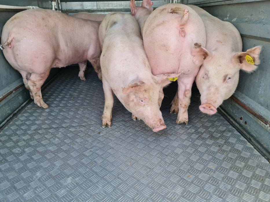 Transport animale vii