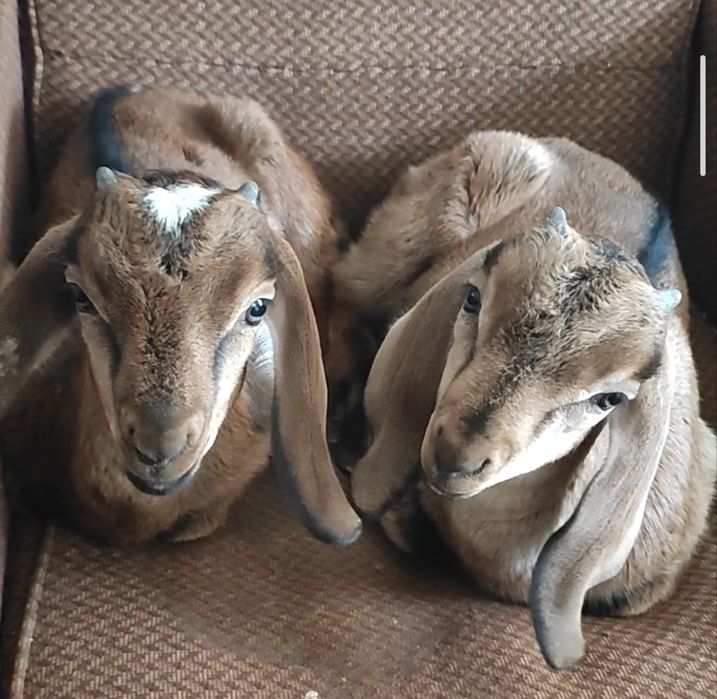 Козлик нубийский