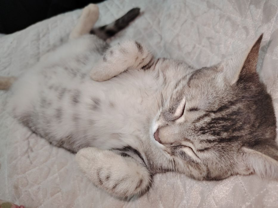 Отдам милых котят