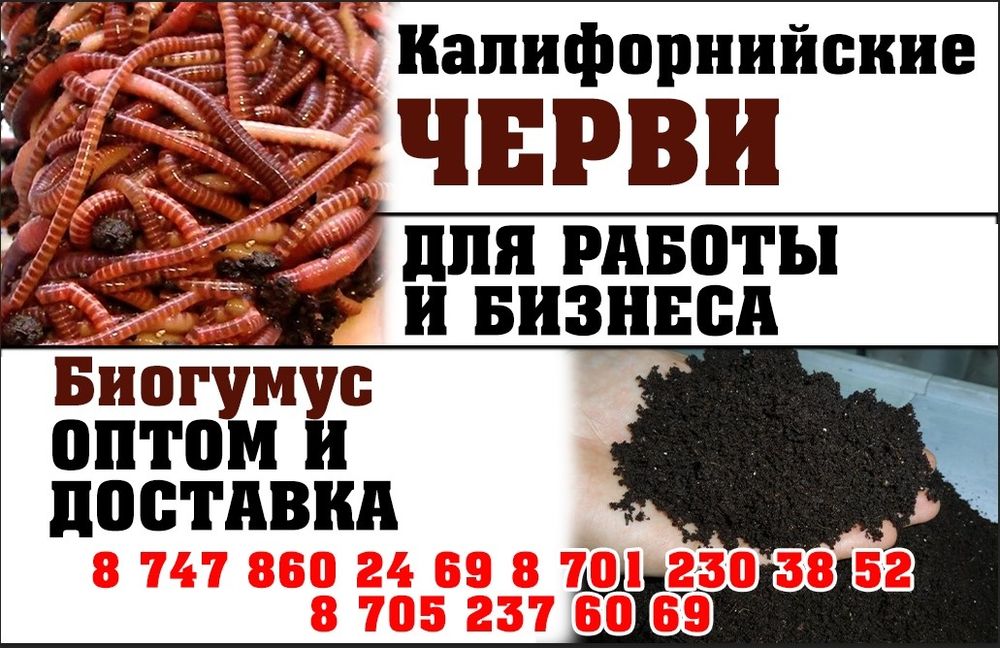 Продаются черви, биогумус.