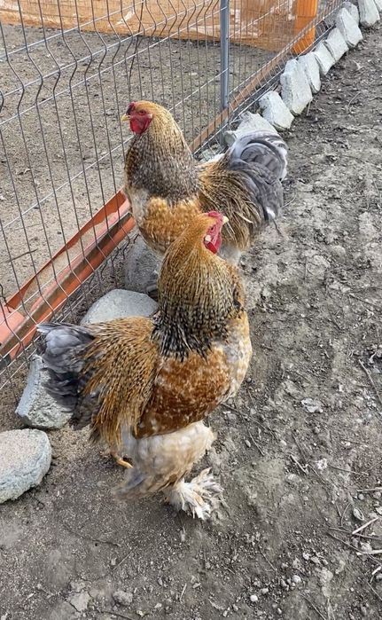 Cocos brahma barat pe galben