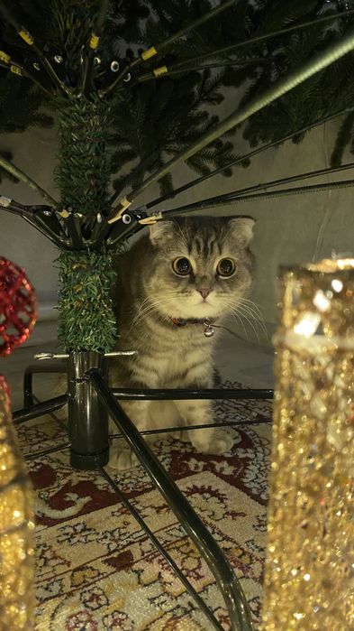 Шотландская вислоухая кошка