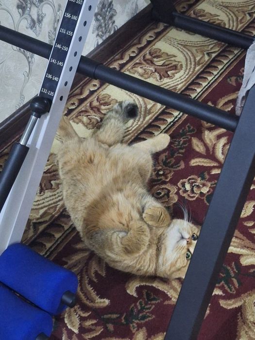 Вяскага  британский скотш фолд nasl olish uchun