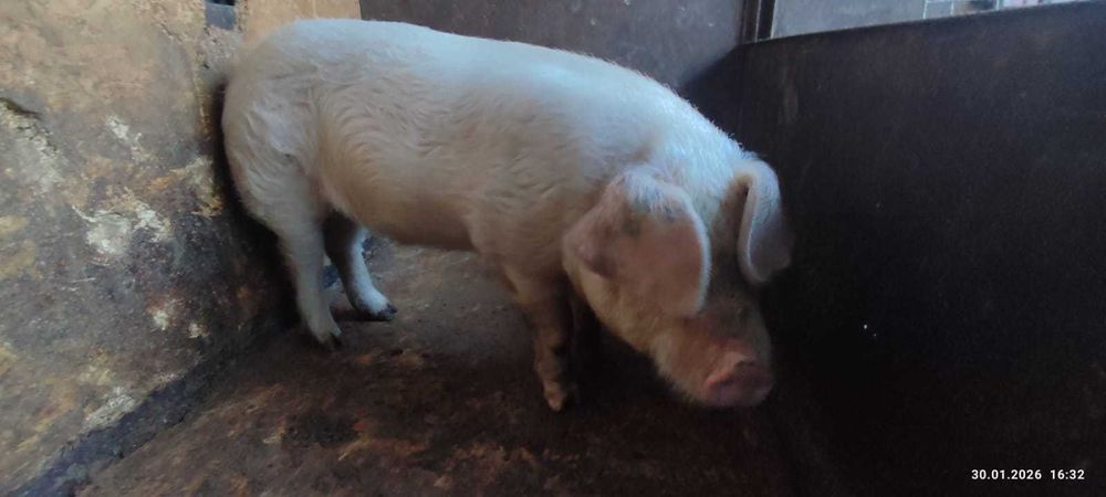 Кастрированный кабан, Ландрас