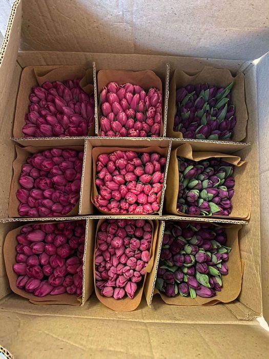 тюльпаны по предзаказу