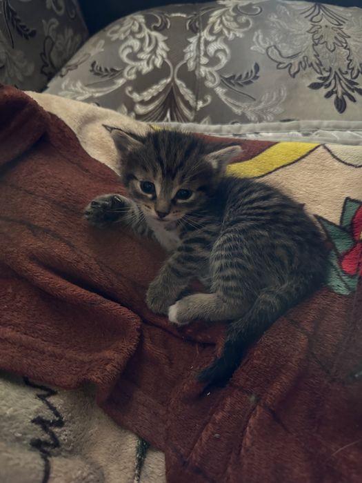 Отдам в добрые руки 4- котят мальчиков