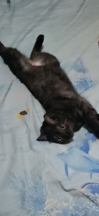 Отдам кошку бесплатно