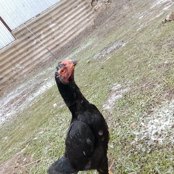 Продаю даканих бойцовых