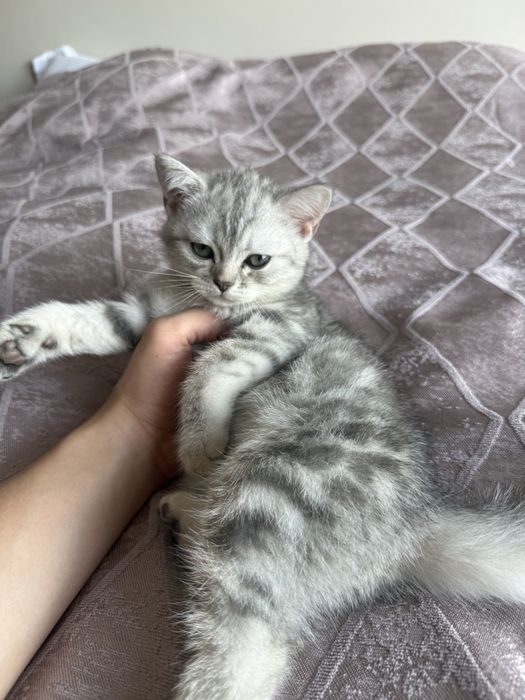 Продается котята скоттиш шотландский !