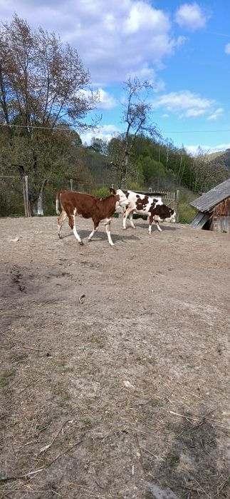 Vitele Baltata Romaneasca