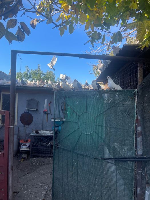 Porumbei de vânzare