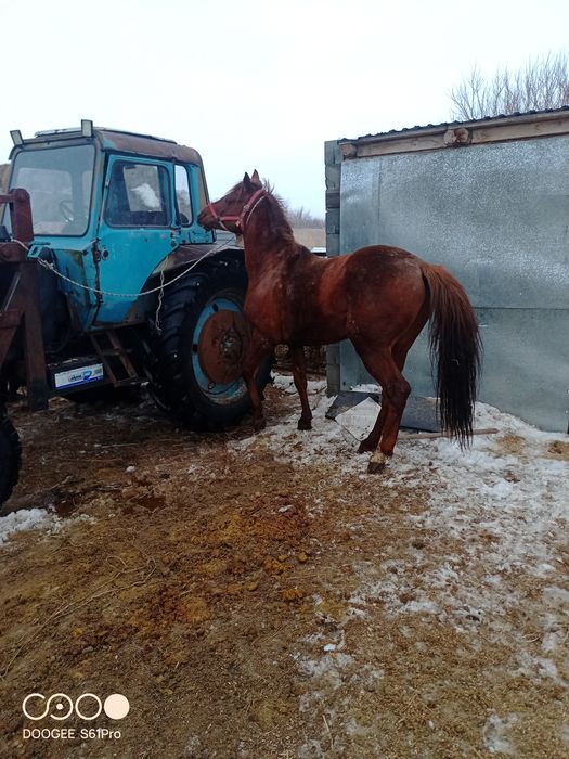 Продам  жеребца.