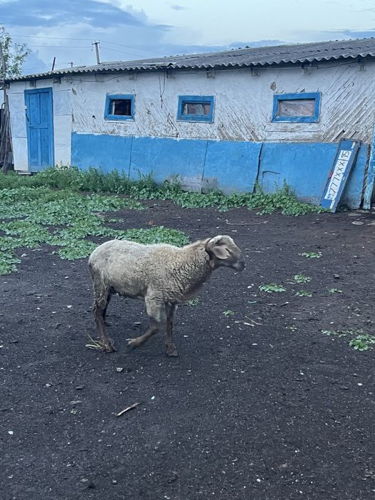 Продам токты 6 месяц