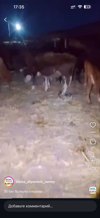 Оптом сиырлар сатылады