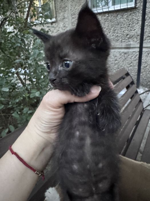 Котята в хорошие руки