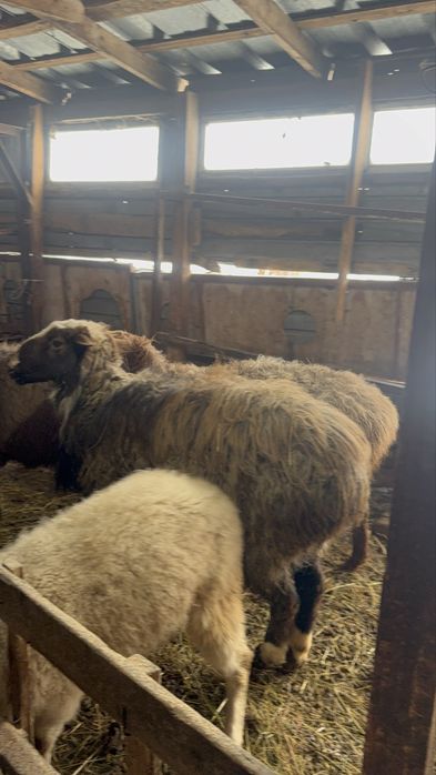 Продам кошкары 3 голов