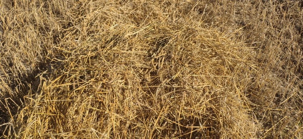 Продам солому ячменную