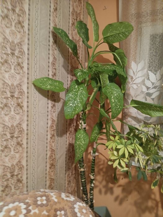 Продавам Дифенбахия