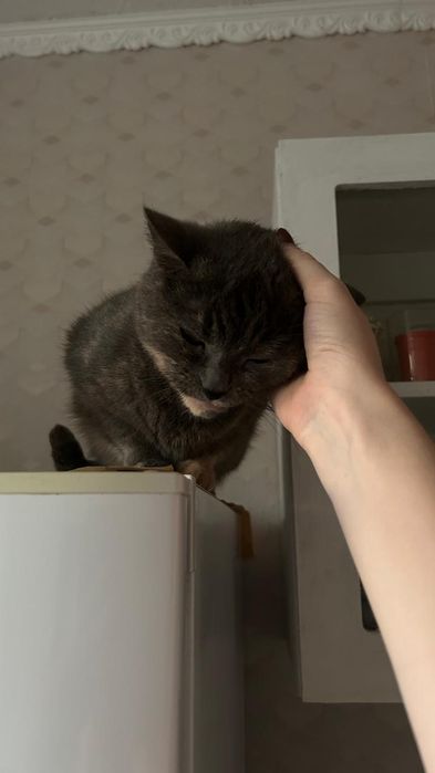 Кошечка в хороший дом