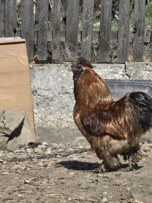 Cocosi De Matase Japonesa