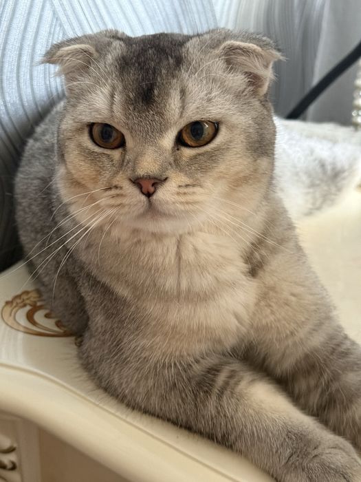 Srochna mushu sotiladi scottish fold ogil bola