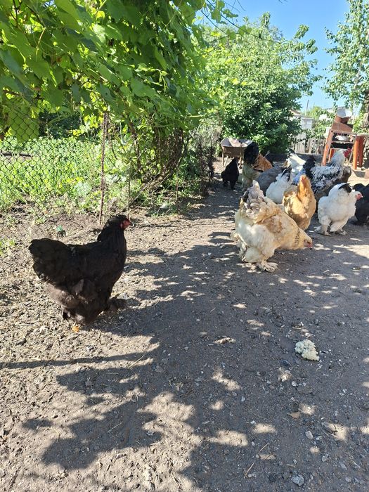 Цыплята брама на продажу