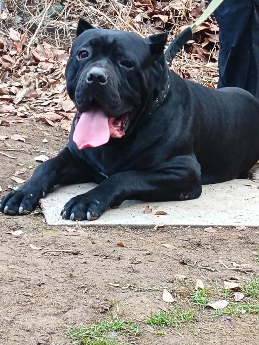 Продам щенков Кане Корсо