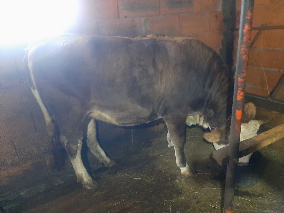 Vând,juninca,baltata,montata