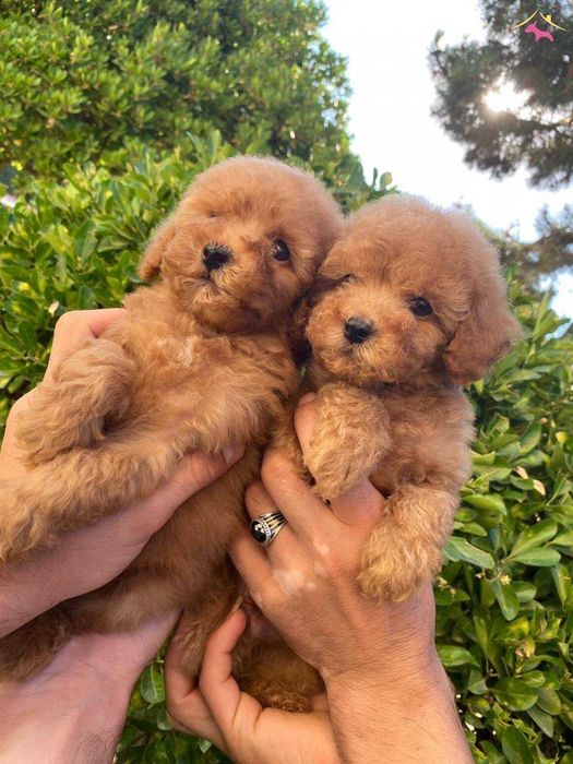 Той пудели корейского типа от профессионального питомника Fulgrim