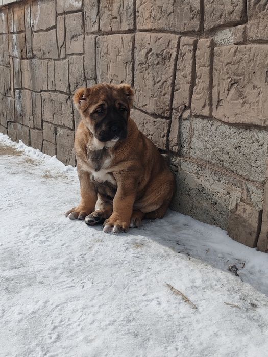 Щенок алабая крупный